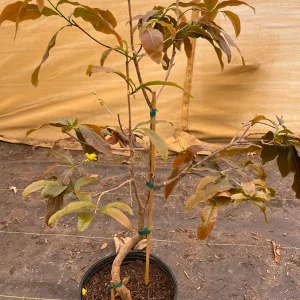 Mai Vang Vietnam Live Plant – 1-2 ft Tall – 3 Gallon Pot – Outdoor Flowering Tree - Image 2