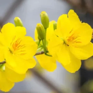 Mai Vang Vietnam Live Plant – 1-2 ft Tall – 3 Gallon Pot – Outdoor Flowering Tree - Image 1