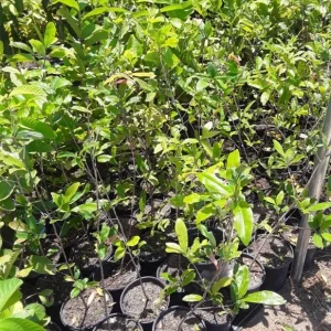 Mai Vang Vietnam Tree – Live Plant – 1-2 ft Tall – Ships in 6 inch Pot – Outdoor - Image 2