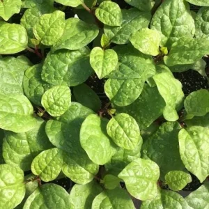 Malabar Spinach Live Plant - Organic, Edible (Bachali, Pui Saag) 8-10 Inch - Image 2