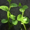 Malabar Spinach Live Plant - Organic, Edible (Bachali, Pui Saag) 8-10 Inch - Image 1
