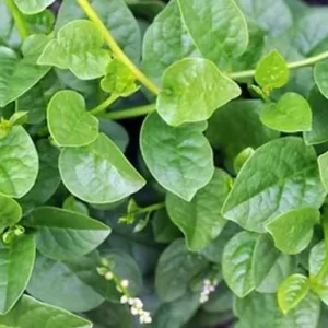 Malabar Spinach Live Plant - Organic, Edible (Bachali, Pui Saag) 8-10 Inch - Image 3