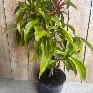 Malay Apple Live Plant – 3 Gallon Pot – Tropical Fruit Tree – Syzygium malaccense - Image 2
