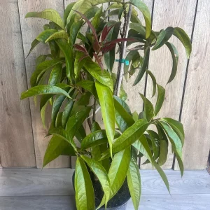 Malay Apple Live Plant – 3 Gallon Pot – Tropical Fruit Tree – Syzygium malaccense - Image 4