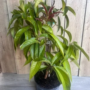 Malay Apple Live Plant – 3 Gallon Pot – Tropical Fruit Tree – Syzygium malaccense - Image 6