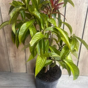 Malay Apple Live Plant – 3 Gallon Pot – Tropical Fruit Tree – Syzygium malaccense - Image 8