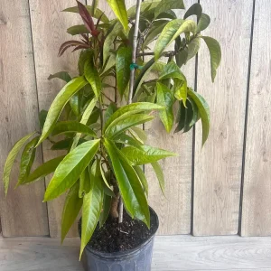 Malay Apple Live Plant – 3 Gallon Pot – Tropical Fruit Tree – Syzygium malaccense - Image 9