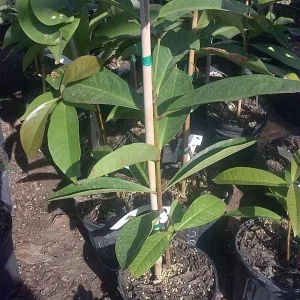 Malay Apple Live Plant - Syzygium malaccense - Mountain Apple Tree - 3 Feet Tall - Ship in 3 Gal Pot - Image 2