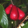 Malay Apple Live Plant - Syzygium malaccense - Mountain Apple Tree - 3 Feet Tall - Ship in 3 Gal Pot - Image 1