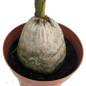 Malayan Dwarf Coconut Palm Live Plant – Cocos nucifera – 6 inch Pot – Tropical Indoor/Outdoor - Image 2