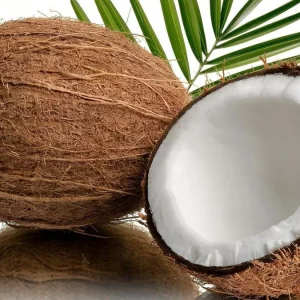 Malayan Dwarf Coconut Palm Live Plant – Cocos nucifera – 6 inch Pot – Tropical Indoor/Outdoor - Image 5