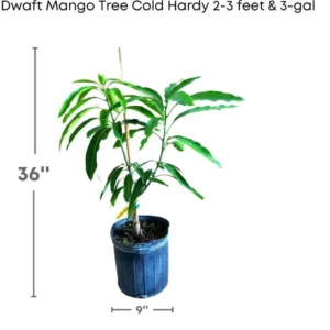 Malika Dwarf Mango Tree Grafted Live Plant - Cold Hardy, 3 Gallon Pot, 3-4 Feet Tall - Image 2