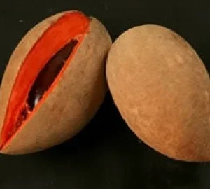 Mamey Grafted Tree Live Plant – 1-2 ft Tall – Ships in 3 Gallon Pot - Image 1