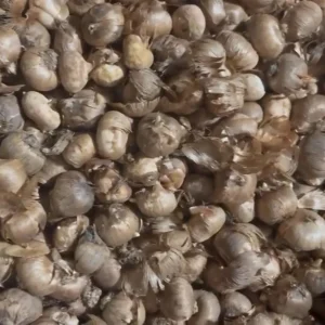 Mammoth Yellow Crocus Bulbs - Golden Yellow Flowers, Zones 3-8 - Image 2