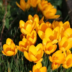 Mammoth Yellow Crocus Bulbs - Golden Yellow Flowers, Zones 3-8 - Image 1