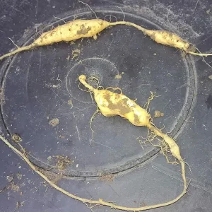 Manchu Tubergourd Vine Live Plant - Edible Roots, Shoots, Red Fruit - USDA 4-9 - Image 4