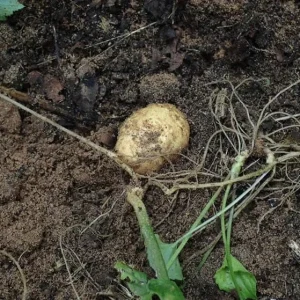 Manchu Tubergourd Vine Live Plant - Edible Roots, Shoots, Red Fruit - USDA 4-9 - Image 5