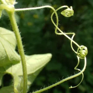 Manchu Tubergourd Vine Live Plant - Edible Roots, Shoots, Red Fruit - USDA 4-9 - Image 7