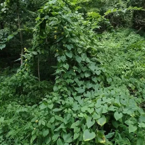 Manchu Tubergourd Vine Live Plant - Edible Roots, Shoots, Red Fruit - USDA 4-9 - Image 9