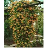 Mandarin Honeysuckle Vine Live Plant - Lonicera - Fragrant Perennial - 2.5" Pot - Image 1