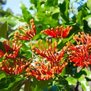 Mandarin Honeysuckle Vine Live Plant - Lonicera - Fragrant Perennial - 2.5