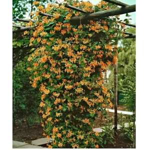Mandarin Honeysuckle Vine Live Plant - Lonicera - Fragrant Perennial - 2.5