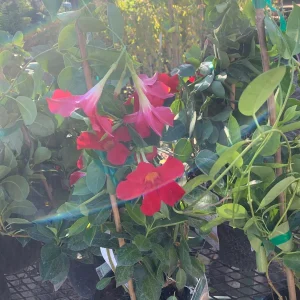 Mandevilla Bella Scarlet Live Plant – 1-2ft Tall, 6 inch Pot – Outdoor Flowering Vine - Image 2