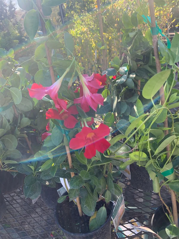 Mandevilla Bella Scarlet Live Plant – 1-2ft Tall, 6 inch Pot – Outdoor Flowering Vine - Image 2