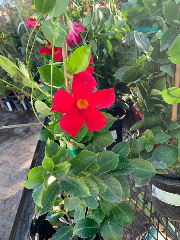 Mandevilla Bella Scarlet Live Plant – 1-2ft Tall, 6 inch Pot – Outdoor Flowering Vine - Image 1