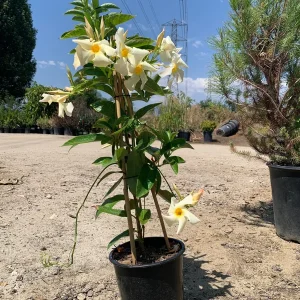 Mandevilla Sun Parasol Apricot Live Plant - 2ft Tall in 6in Pot - Outdoor - Image 2