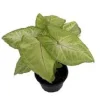 Mango Allusion Arrowhead Plant - Syngonium Live Plant - 4 inch Pot Indoor - Image 1