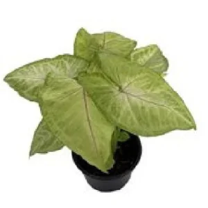 Mango Allusion Arrowhead Plant - Syngonium Live Plant - 4 inch Pot Indoor - Image 1