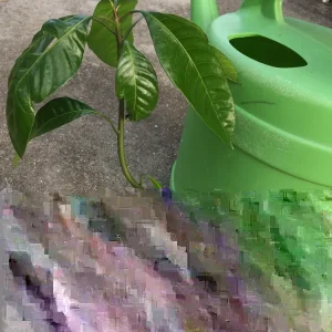 Mango Live Plant - Tropical Fruit Tree Seedling 6-9