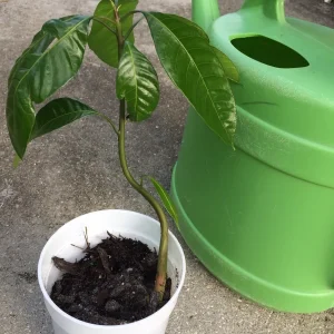 Mango Live Tropical Fruit Tree - 10-14 Inch Plant in Pot - Indoor/Outdoor Edible Fruit - Image 2