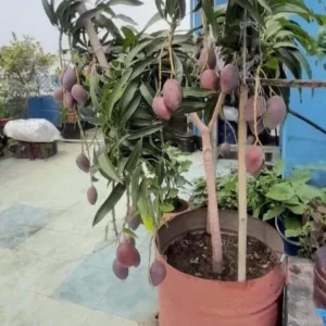 Mango Live Tropical Fruit Tree Plant 10-14 inches Tall - Indoor & Outdoor - Image 2