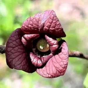 Mango Pawpaw Live Plant - Well-Rooted Fruit Tree, up to 1.5 ft Tall - Indoor/Outdoor - Image 2