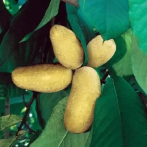 Mango Pawpaw Tree Live Plant - Well Rooted, Potted, Up to 3 ft Tall, Outdoor - Image 1