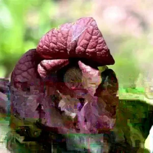 Mango Pawpaw Tree Live Plant - Well Rooted, Potted, Up to 3 ft Tall, Outdoor - Image 4