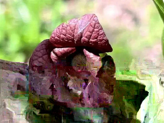 Mango Pawpaw Tree Live Plant - Well Rooted, Potted, Up to 3 ft Tall, Outdoor - Image 4