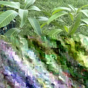 Mango Tree Live Plant - Green Sweet Mango, 2ft Tall, Potted, Outdoor - Image 2