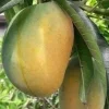 Manila Mango Live Plant – Grafted – 10 inch Pot – Tropical Fruit Tree - Image 1