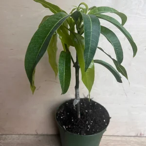 Manila Mango Live Plant – Grafted – 10 inch Pot – Tropical Fruit Tree - Image 3