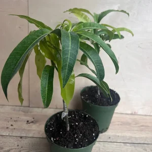 Manila Mango Live Plant – Grafted – 10 inch Pot – Tropical Fruit Tree - Image 6
