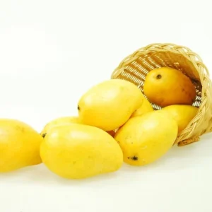 Manila Mango Tree – Live Plant – 2 to 3 Feet Tall – Ship in 3 Gallon Pot – Outdoor Fruit Tree - Image 2