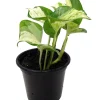Manjula Pothos Live Plant – 4 inch Pot – Indoor Houseplant - Image 1