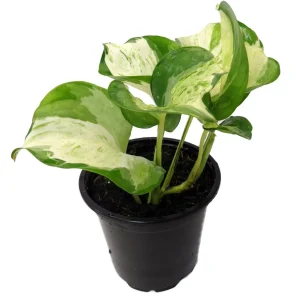 Manjula Pothos Live Plant – 4 inch Pot – Indoor Houseplant - Image 3