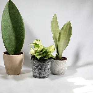 Manjula Pothos Live Plant – Rare White Variegated Indoor Houseplant – 4 inch Pot - Image 10