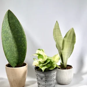 Manjula Pothos Live Plant – Rare White Variegated Indoor Houseplant – 4 inch Pot - Image 2