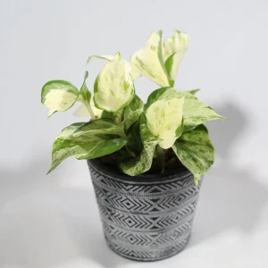 Manjula Pothos Live Plant – Rare White Variegated Indoor Houseplant – 4 inch Pot - Image 1
