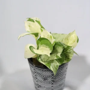 Manjula Pothos Live Plant – Rare White Variegated Indoor Houseplant – 4 inch Pot - Image 6
